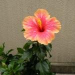 ハイビスカス うちのベランダで咲いているハイビスカス。しぼんで花が落ちると、すかさず見つけて華が食べてしまいます。甘いの?大丈夫なの?